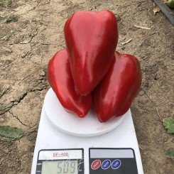 Кольт F1 насіння перцю солодкого Угорський тип (Lark Seeds)