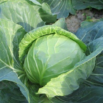 Констеблі F1 насіння капусти білокачанної (Clause)