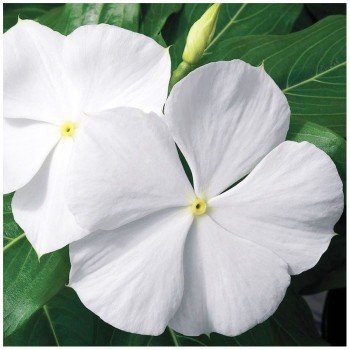 Кора XDR F1 белый (white) семена катарантуса (Syngenta)