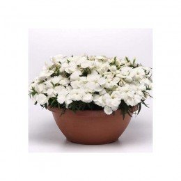 Коронет F1 белая (white) семена гвоздики китайской (Pan American)