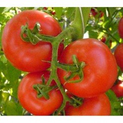 Красная стрела семена томата полудетерминантного (GL Seeds)