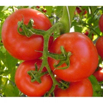 Красная стрела семена томата полудетерминантного (GL Seeds)