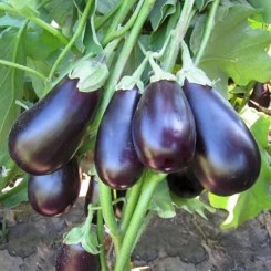 KS 1258 F1 насіння баклажана раннього (Kitano Seeds)