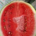 Шейні F1 (KS 163 F1) насіння кавуна середнього (Kitano Seeds)