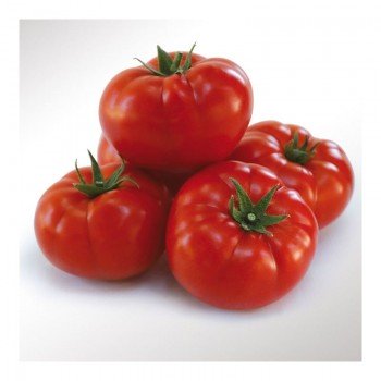 КС 206 F1 (KS 206 F1) семена томата индетерминантного (Kitano Seeds)