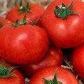 КС 301 F1 (KS 301 F1) семена помидора индетерминантного (Kitano Seeds)