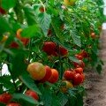 КС 301 F1 (KS 301 F1) семена помидора индетерминантного (Kitano Seeds)