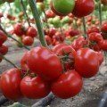 КС 301 F1 (KS 301 F1) семена помидора индетерминантного (Kitano Seeds)