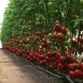 КС 301 F1 (KS 301 F1) семена помидора индетерминантного (Kitano Seeds)
