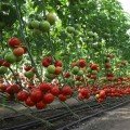 КС 301 F1 (KS 301 F1) семена помидора индетерминантного (Kitano Seeds)