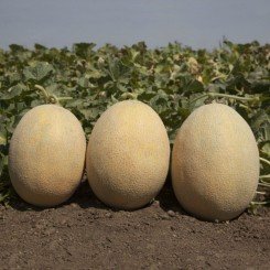 КС 6150 F1 семена дыни (Kitano Seeds)