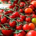 КС 959 F1 (KS 959 F1) насіння помідора чері (Kitano Seeds)