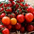 КС 959 F1 (KS 959 F1) насіння помідора чері (Kitano Seeds)