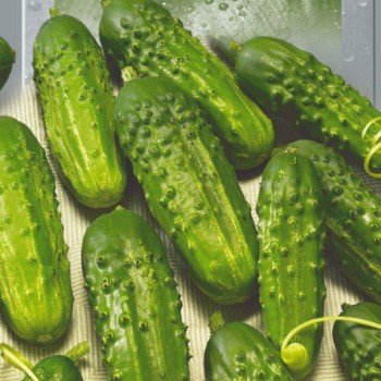 Кущове насіння огірка партенокарпічного (Геліос)