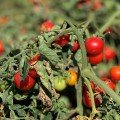 Ламар F1 семена помидора черри детерминантного (LibraSeeds)