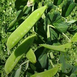 Ларанго насіння гороху овочевого (Syngenta)