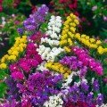 Кермек суміш (mix) насіння (Moravoseed)