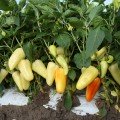 ЛЗ 1126 F1 насіння перцю солодкого (Lucky Seed)