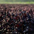 ЛЗ 2712 насіння базиліка (Lucky Seed)