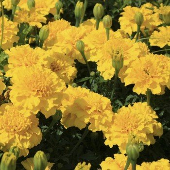 Малюк лимонні насіння чорнобривців (Hem Zaden)