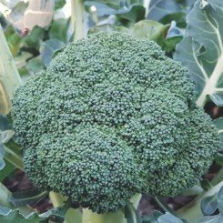 Маори F1 семена капусты брокколи (Cora Seeds)