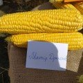 Матір драконів F1 насіння кукурудзи суперсолодкої Sh2 (ВНІС)