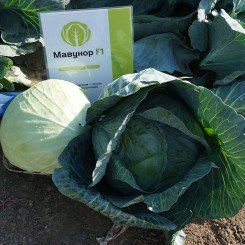 Мавунор F1 семена капусты белокочанной (Syngenta)