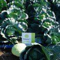Мавунор F1 насіння капусти білокачанної (Syngenta)