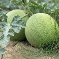 Минипул F1 семян безсемянного арбуза раннего (Hazera)