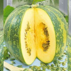 Миранда голосеменных семян тыквы (Seedera)