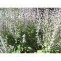 Мускатне насіння шавлії (GL Seeds)