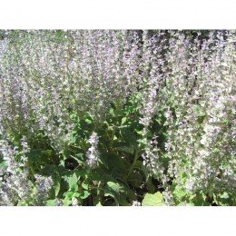 Мускатные семена шалфея (GL Seeds)