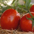 Наміб F1 насіння томату дет. раннього 55-60 днів. слив. 110-120 гр. червоний (Syngenta)