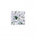 Нептун F1 білий (white) насіння агератума (GL Seeds)