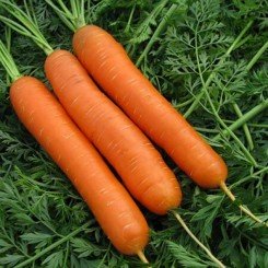 Бесподобные семена моркови (GL Seeds)