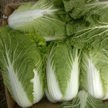 Нукоме насіння капусти пекінської (Agri Saaten)