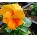 Помаранчеве диво насіння віоли віттрока (Hem Genetics)