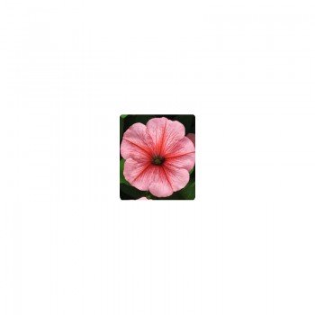 Пандора Peach Ice семена петунии многоцветковой (Kitano Seeds)
