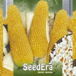 Пінг Понг насіння кукурудзи попкорн (Seedera)