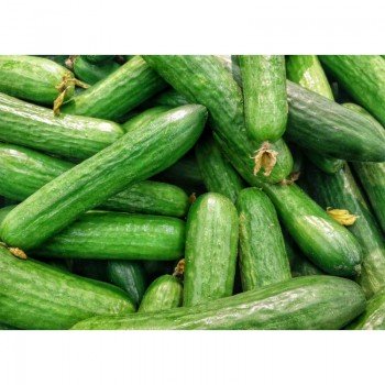 Прибыльные семена огурца пчелоопыляемого (GL Seeds)