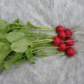 Прима насіння редису (Semo)