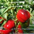 Присцила F1 насіння перцю солодкого (Moravoseed)