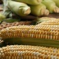 Ракель F1 семена кукурузы суперсладкой Sh2 биколор (Clause)