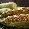 Ракель F1 семена кукурузы суперсладкой Sh2 биколор (Clause)