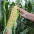 Ракель F1 семена кукурузы суперсладкой Sh2 биколор (Clause)