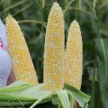 Ракель F1 семена кукурузы суперсладкой Sh2 биколор (Clause)
