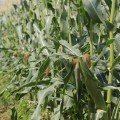 Ракель F1 семена кукурузы суперсладкой Sh2 биколор (Clause)
