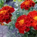 Ред Чері насіння чорнобривців (Floragran)