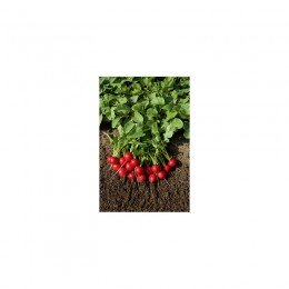 Ред Кристал семена редиса (Innova Seeds)