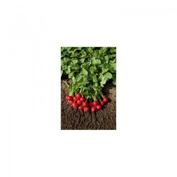Ред Кристал семена редиса (Innova Seeds)